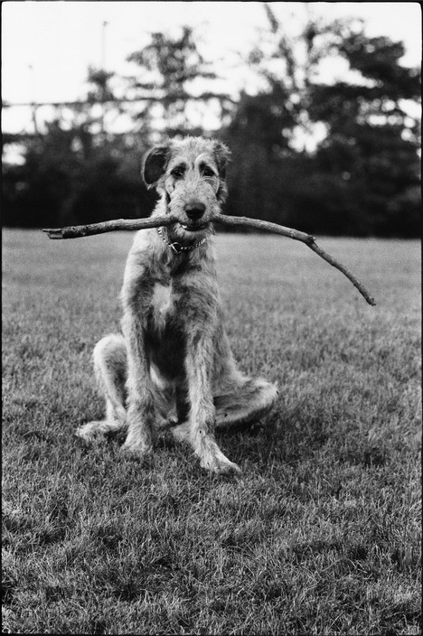 Loqi Elliott Erwitt Dog Jumping 100 % recycled opvouwbaar Loqi tasje Loqi Museum Collection EE.DJ - Kookings Kookwinkel Weert VOF